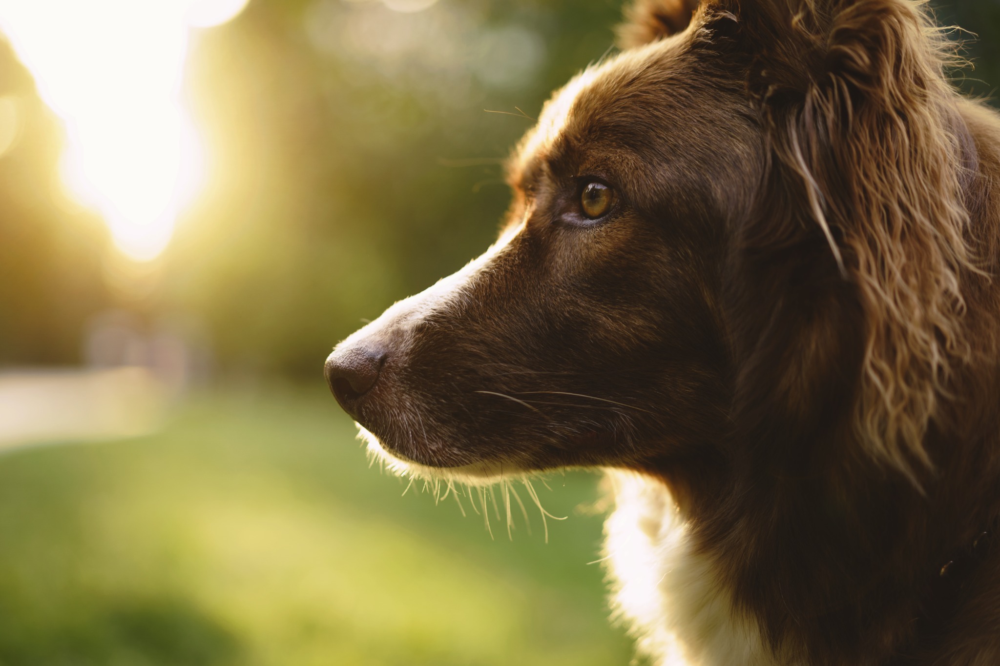 Cão border collie iluminado pelo sol