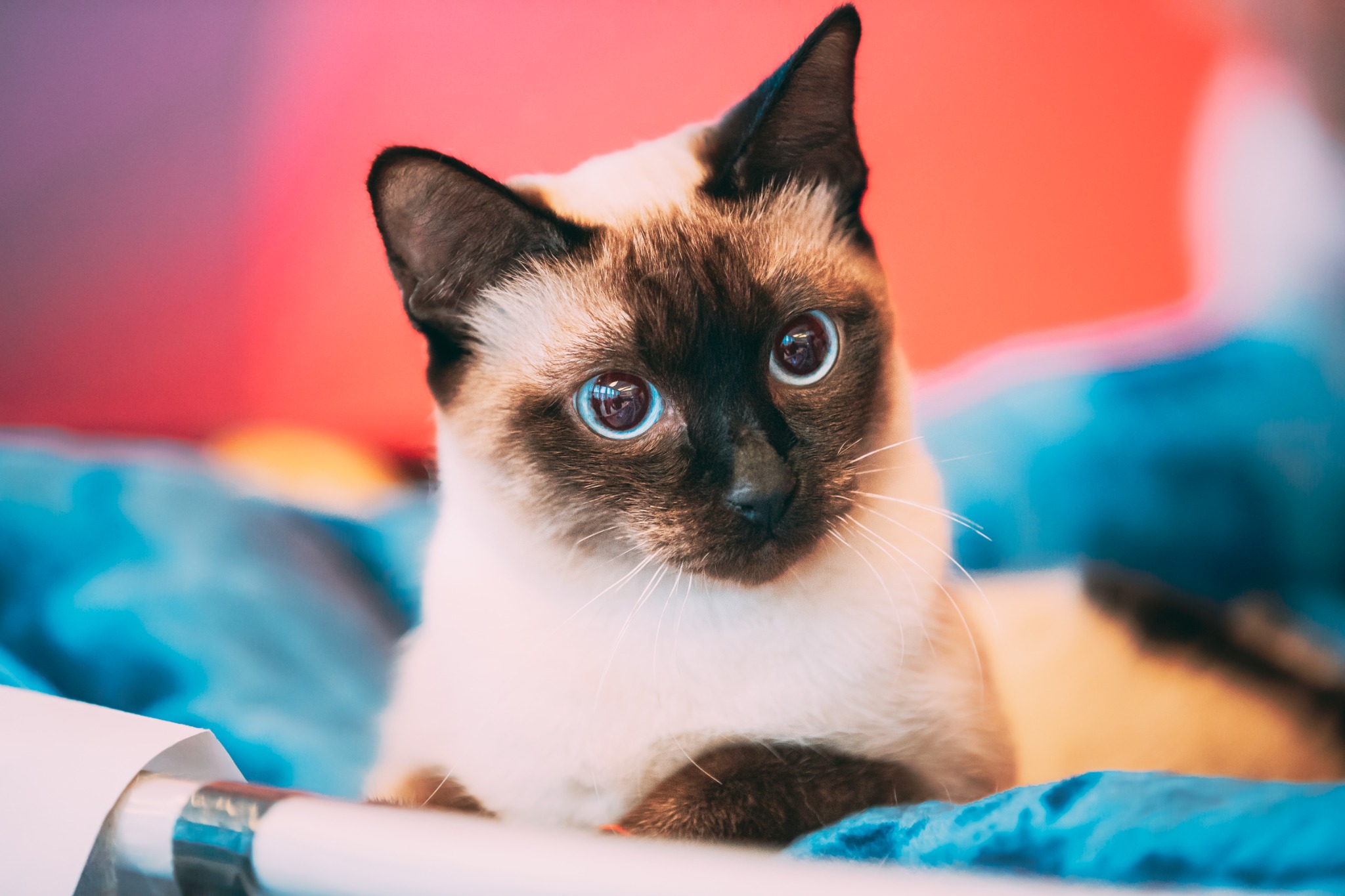 Gato de olhos azuis