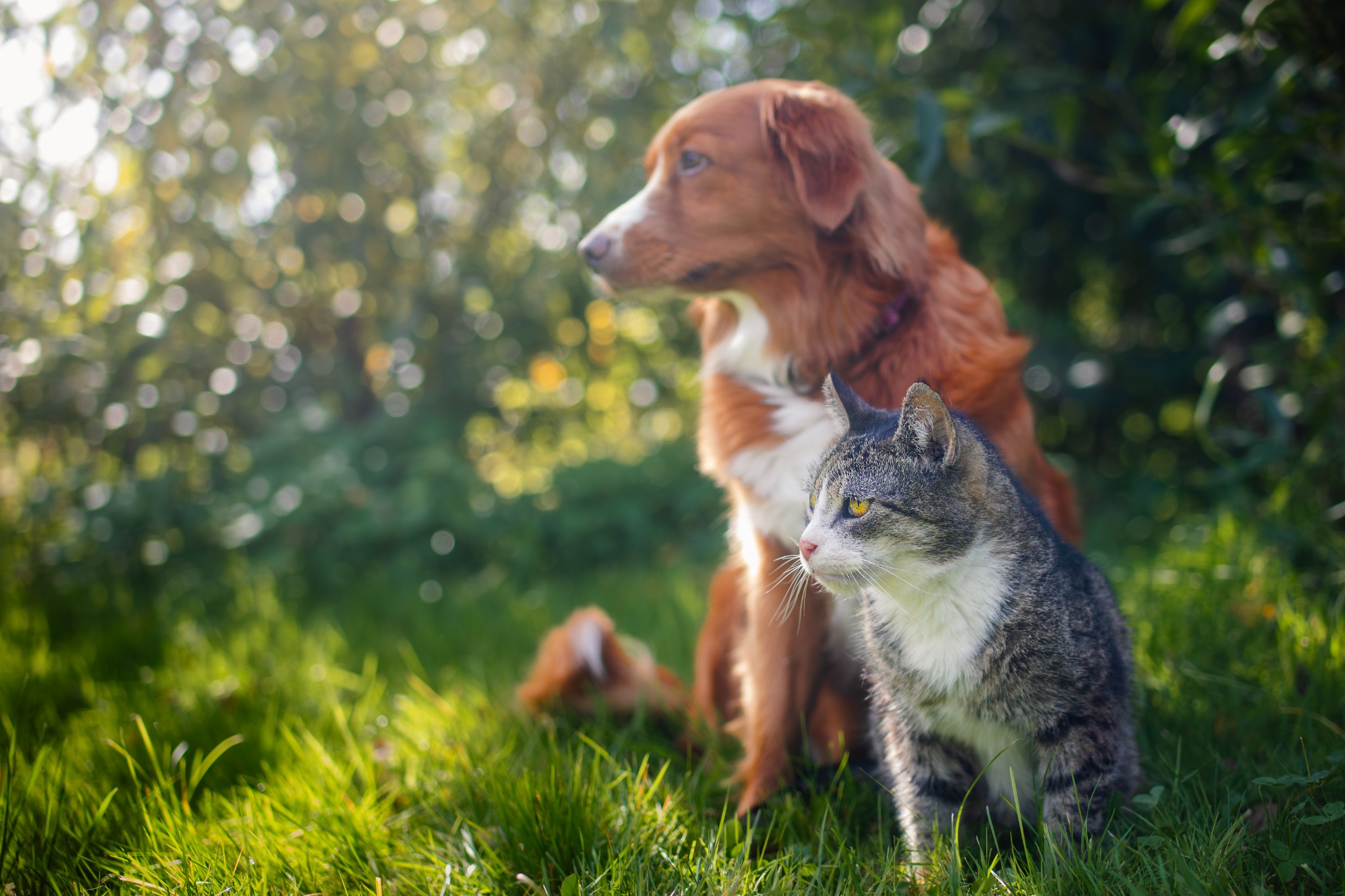 Cão e gato juntos na natureza